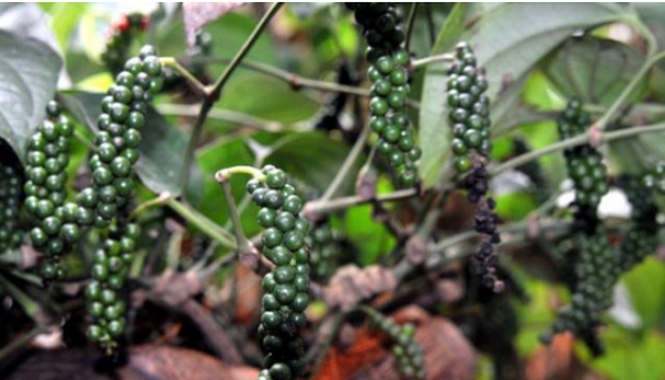 Thị trường giá nông sản ngày 8/10: Giá tiêu, cà phê tiếp tục giữ ổn định