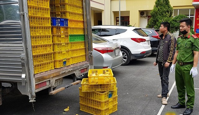 Lạng Sơn: Phát hiện gần 1 vạn con vịt giống nhập lậu
