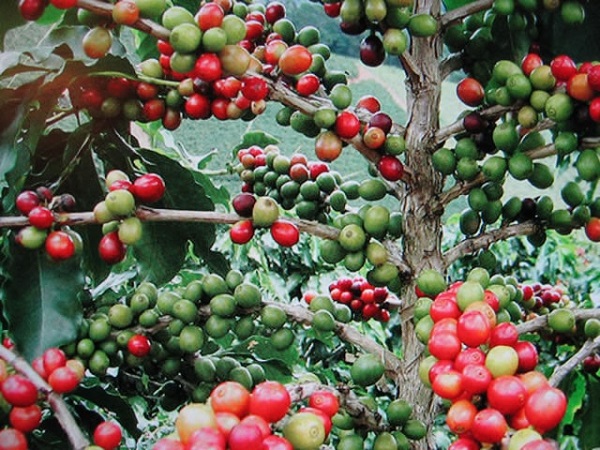 Giá cà phê tại các địa phương tiếp tục tăng 200 - 300 đồng/kg