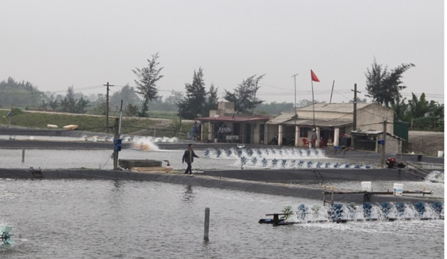 Thanh Hóa: 9 tháng, khai thác và nuôi trồng thủy sản đạt 145.000 tấn