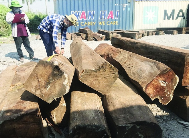 Giám định lô gỗ lậu tại cảng. Ảnh: T.H