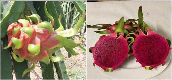 Bảo hộ Chỉ dẫn địa lý “Châu Thành Long An” cho sản phẩm thanh long