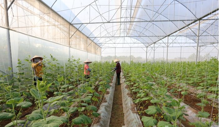 Mô hình trồng dưa đạt chuẩn VietGAP của Công ty TNHH xuất khẩu nông sản Hải Phong (Ảnh: bacninh.gov.vn)