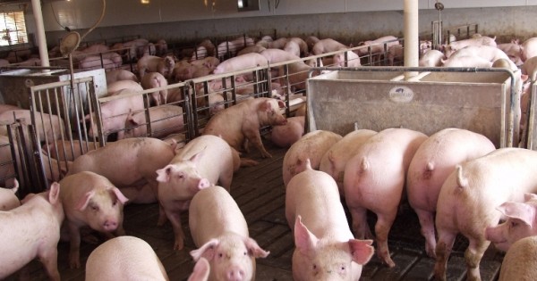 Giá heo hơi ngày 14/10: Đồng loạt giảm 1.000 - 4.000 đồng/kg trên cả ba miền