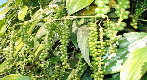 Thị trường giá nông sản ngày 17/10: Giá cà phê, tiêu tăng mạnh