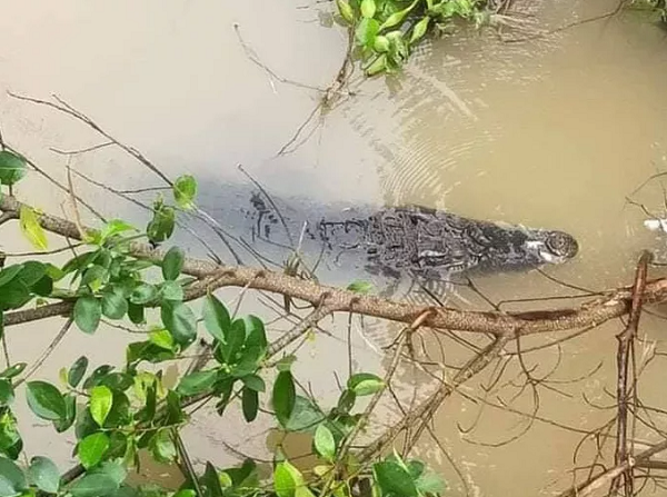 Cá sấu sổng chuồng bơi trên sông được người dân phát hiện