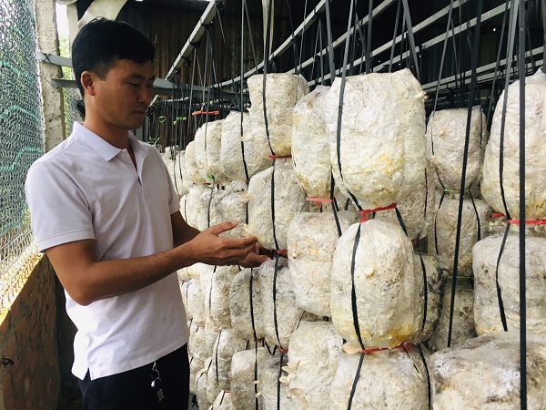 Vĩnh Phúc: Hợp tác xã Nấm Tam Đảo sản xuất nấm sạch