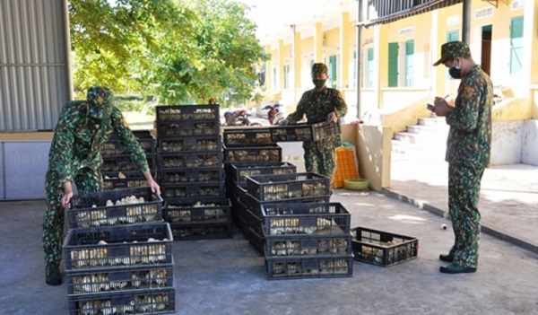 Quảng Ninh: Bắt giữ gần 11.000 con gà giống nhập lậu