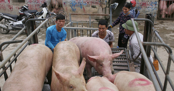 Giá heo hơi hôm nay 24/10: Chững lại tại nhiều địa phương