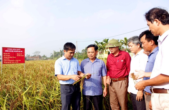 Giống lúa đặc sản nếp hạt cau tại xã Khánh Thành, huyện Yên Khánh