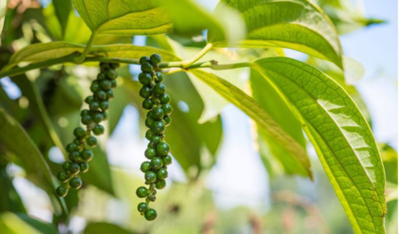 Giá tiêu hôm nay 27/10: Tăng nhẹ ở Tây Nguyên