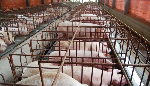 Bắc Ninh: Tập trung kiểm soát bệnh dịch tả lợn châu Phi tái phát, lây lan diện rộng