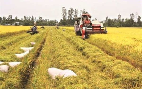 Giá lúa gạo ngày 29/10: Tại các tỉnh đồng bằng sông Cửu Long duy trì ổn định