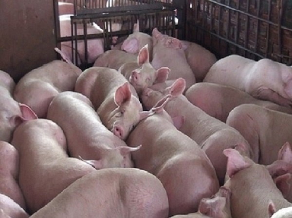 Giá heo hơi ngày 5/11: Tại miền Bắc giảm đến 3.000 đồng/kg