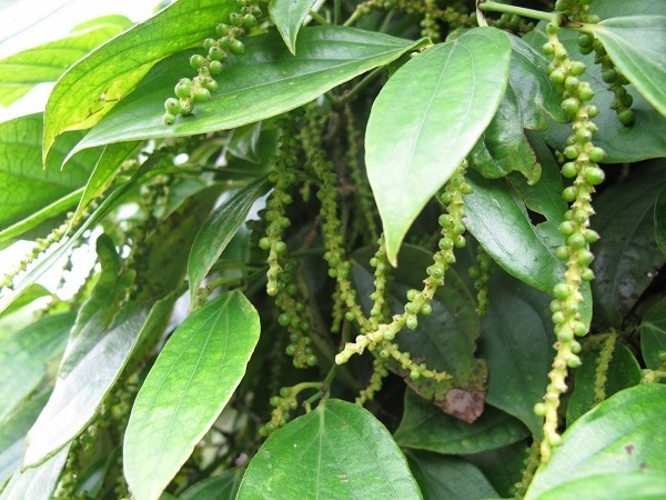 Thị trường giá nông sản 5/11: Giá tiêu, cà phê cùng giảm