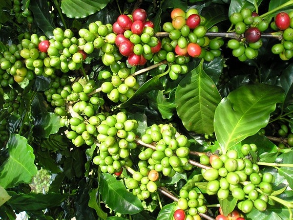 Giá cà phê hôm nay 8/11: Tăng 300 - 400 đồng/kg so với đầu tuần, vượt mức 33 triệu đồng/tấn