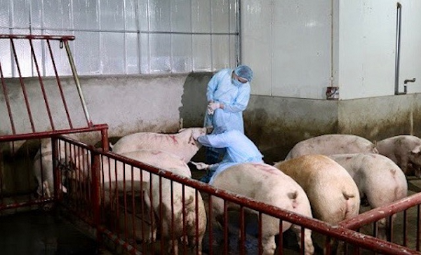 Giá heo hơi ngày 11/11: Giảm từ 1.000 - 3.000 đồng/kg trên cả nước