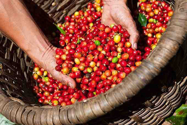 Giá cà phê tăng dao động từ 300 – 400 đồng/kg
