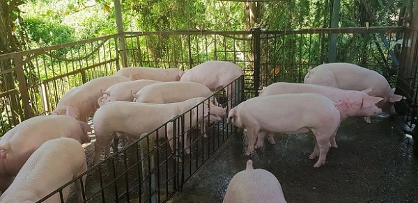 Giá heo hơi ngày 14/11: Miền Nam ghi nhận mức giảm từ 1.000 - 2.000 đồng/kg