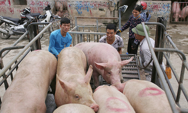 Giá lợn hơi hôm nay 15/11: Dao động từ 65.000 - 76.000 đồng/kg.