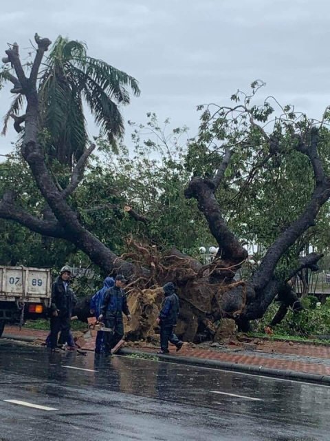 cây xanh hàng trăm năm tuổi ở Bến xe Du lịch Nguyễn Hoàng bị gãy đổ trong bão số 13