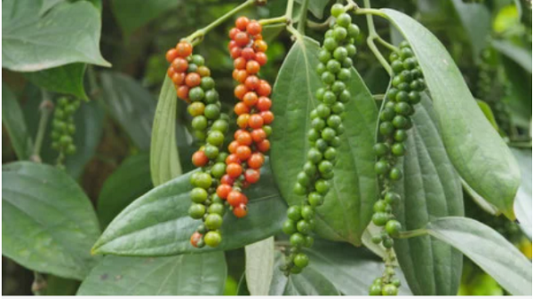 Thị trường giá nông sản ngày 19/11: Giá tiêu tăng, cà phê Tây Nguyên giảm chờ đà tăng mới