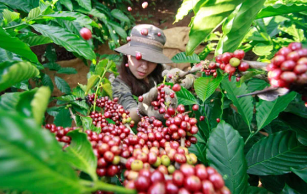 Thị trường giá nông sản ngày 21/11: Giá cà phê, tiêu chưa dứt được đà giảm