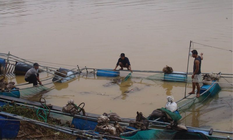 10.000 ha nuôi thủy sản tan hoang sau mưa lũ