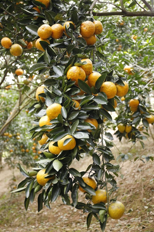 Vườn cam trĩu quả