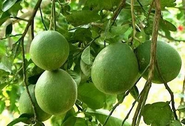 Sản phẩm bưởi Khả Lĩnh được bảo hộ chỉ dẫn địa lý