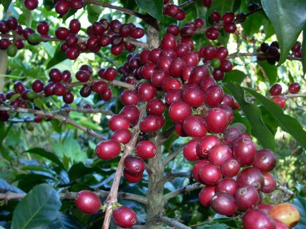 Giá cà phê tăng 600 - 700 đồng/kg