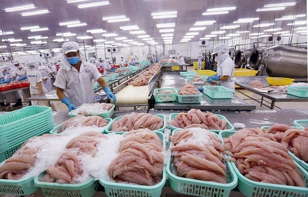 Khuyến cáo doanh nghiệp cá tra không hạ thấp giá xuất khẩu sang thị trường Trung Quốc