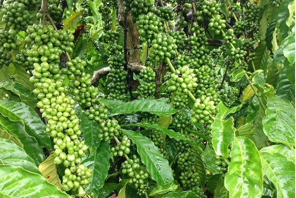 Thị trường nông sản ngày 3/12: Giá tiêu tăng, cà phê giảm
