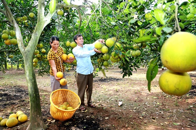 Mô hình trồng bưởi diễn của gia đình ông Phùng Văn Tân, thôn Yên Định, xã Phú Đa (Vĩnh Tường) cho hiệu quả kinh tế cao. Ảnh Trà Hương