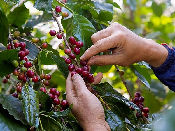 Giá cà phê giảm 1.100 - 1.500 đồng/kg so với đầu tuần