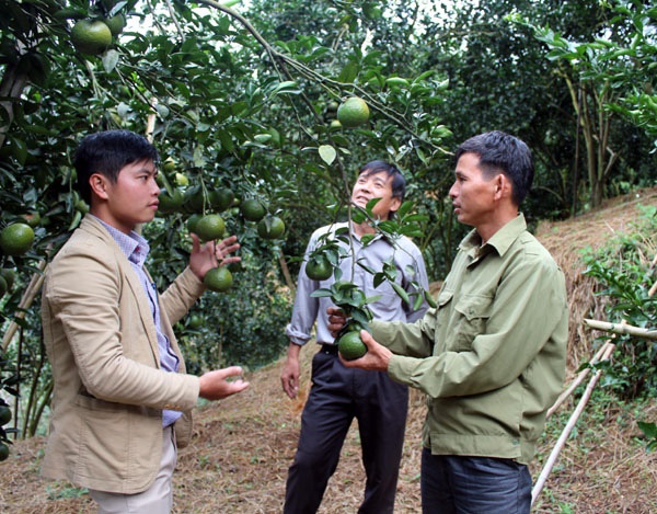 Nhờ áp dụng KHKT, nhiều hộ trồng cam sành VietGAP ở xã Hương Sơn, huyện Quang Bình, Hà Giang có thu nhập ổn định.
