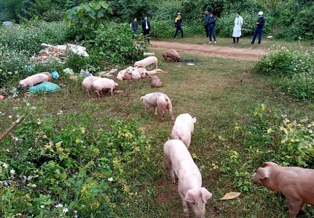 đàn lợn 83 con ở ven đường khu vực giáp ranh giữa thôn 13, xã Xuân Bình, huyện Như Xuân (Thanh Hóa) và xã Nghĩa Lạc, huyện Nghĩa Đàn (Nghệ An).