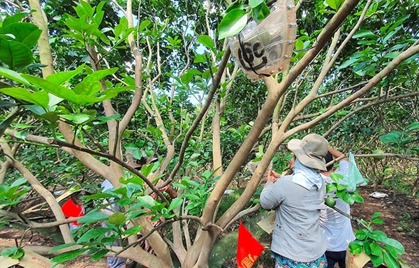 Nhiều nỗi lo của các nhà vườn tạo hình trái cây phục vụ Tết Tân Sửu