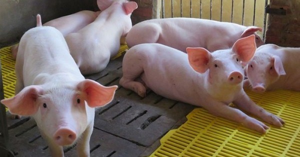 Giá heo hơi ngày 9/12: Điều chỉnh tăng từ 1.000 - 3.000 đồng/kg tại miền Bắc và miền Nam