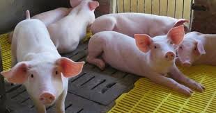 Giá heo hơi ngày 10/12: Tiếp tục tăng tại nhiều địa phương