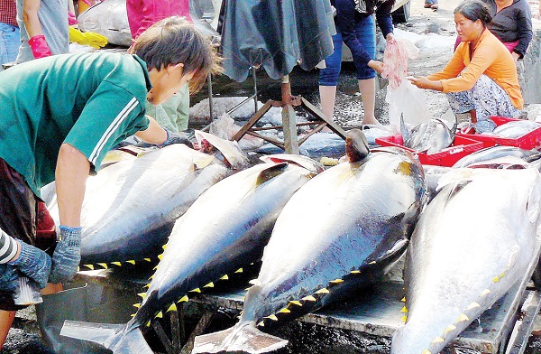 EU tăng hạn ngạch nhập khẩu loin cá ngừ lên 35.000 tấn