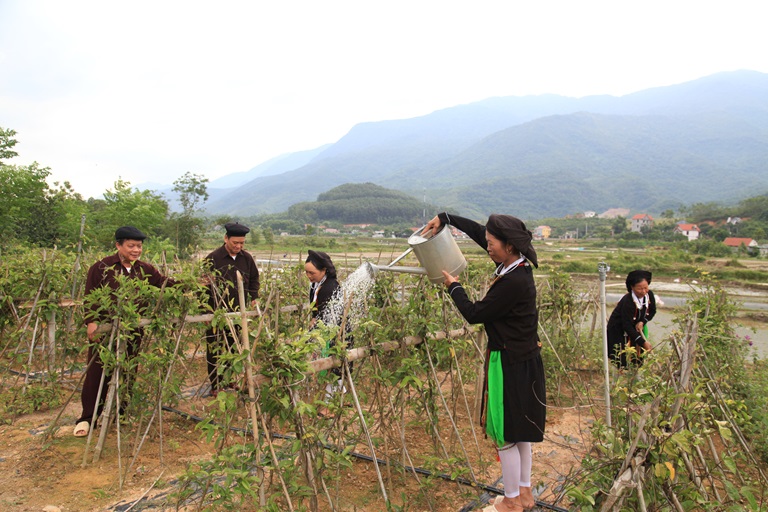 Đồng bào dân tộc thiểu số xã Đạo Trù, huyện Tam Đảo mạnh dạn chuyển đổi cây trồng kém hiệu quả sang trồng cây dược liệu có giá trị kinh tế cao. Ảnh: Trường Khanh