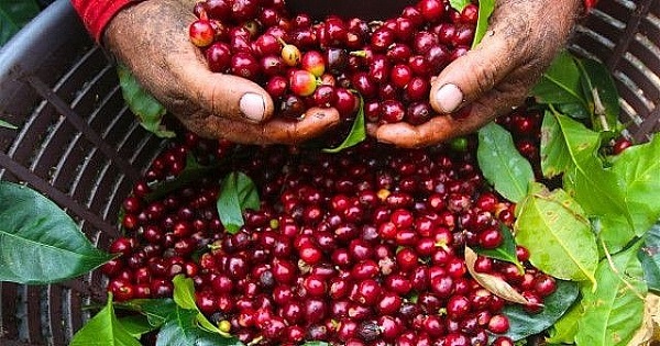 Giá cà phê trong nước tăng 1.000 - 1.200 đồng/kg so với đầu tuần