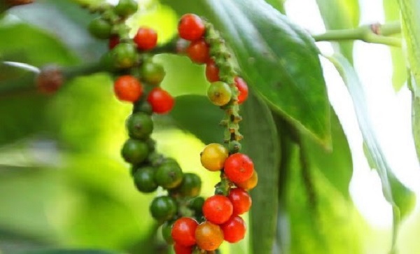 Giá tiêu ngày 13/12: Tăng nhẹ tại Đông Nam Bộ