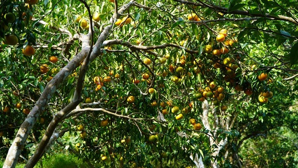 Vườn cam Vân Đồn trở thành địa điểm thu hút giới trẻ trải nghiệm, check-in