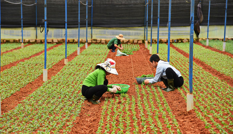 Xuống giống hơn 1.500 ha hoa Đà Lạt phục vụ Tết Nguyên đán 2021