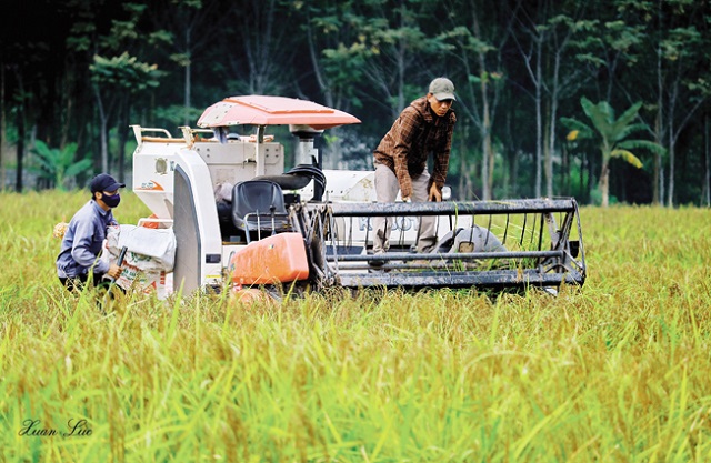 Nếp hạt cau là giống lúa bản địa quý được trồng rải rác ở một số huyện trong tỉnh Thanh Hóa