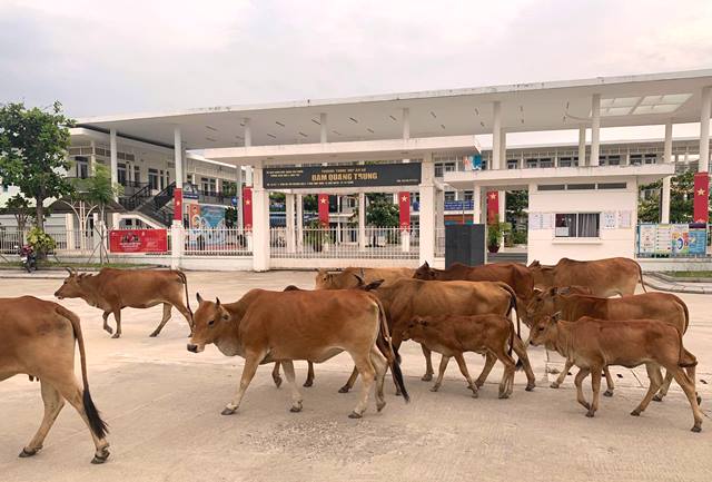 Đà Nẵng: Nạn thả rông bò, vì sao không quy hoạch khu chăn nuôi tập trung?