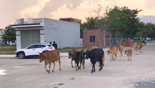 Người d&acirc;n đặt c&acirc;u hỏi. Đến l&uacute;c n&agrave;o nạn b&ograve; thả r&ocirc;ng kh&ocirc;ng c&ograve;n nữa. C&acirc;u hỏi n&agrave;y vẫn c&ograve;n bỏ ngỏ đối với ch&iacute;nh quyền sở tại&hellip;?