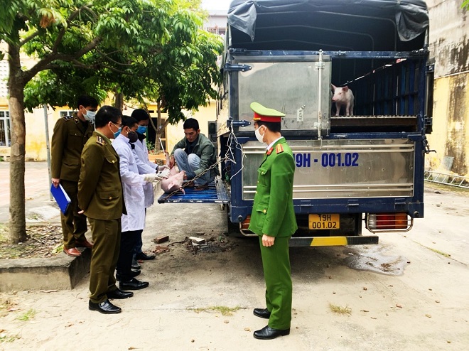 Bắc Giang, bắt giữ 40 con lợn nhiễm dịch tả lợn châu Phi